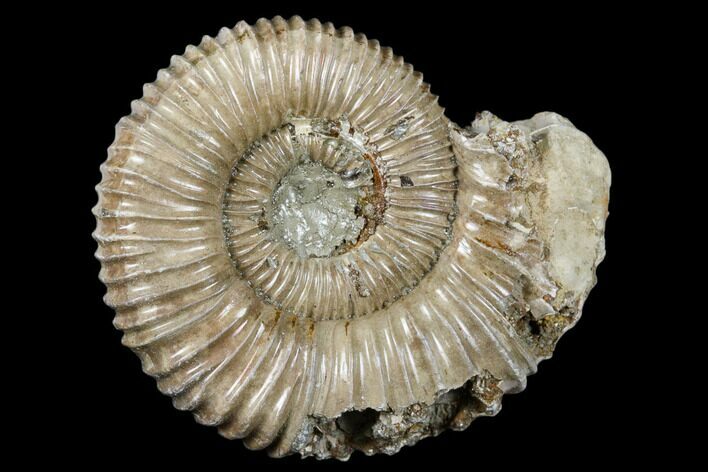 Pyritized Ammonite Fossil - Russia #175051